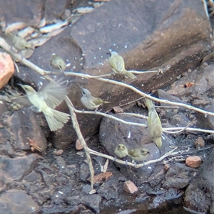 Lichmera indistincta at Lake Mackay, NT - 1 Jan 2025 06:06 PM