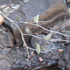 Lichmera indistincta at Lake Mackay, NT - 1 Jan 2025 06:06 PM