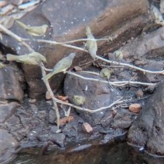 Lichmera indistincta at Lake Mackay, NT - 1 Jan 2025 06:06 PM