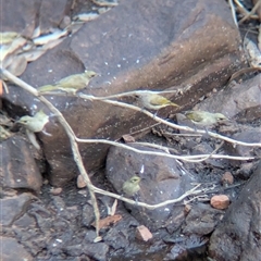 Lichmera indistincta at Lake Mackay, NT - 1 Jan 2025 06:06 PM