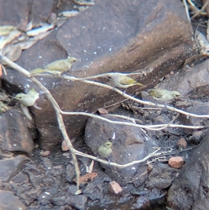 Lichmera indistincta at Lake Mackay, NT - 1 Jan 2025 06:06 PM