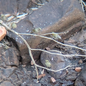Lichmera indistincta at Lake Mackay, NT - 1 Jan 2025 06:06 PM