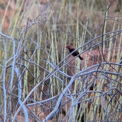 Emblema pictum (Painted Finch) at Lake Mackay, NT - 1 Jan 2025 by Darcy