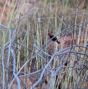 Emblema pictum (Painted Finch) at Lake Mackay, NT by Darcy