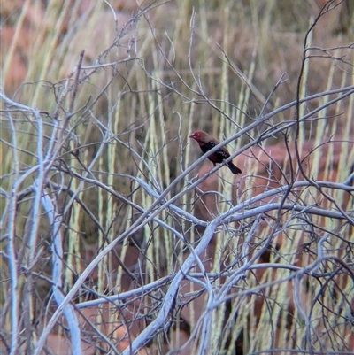 Emblema pictum (Painted Finch) at Lake Mackay, NT - 1 Jan 2025 by Darcy