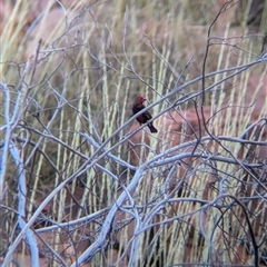 Emblema pictum at Lake Mackay, NT - 1 Jan 2025