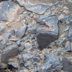 Emblema pictum at Lake Mackay, NT - 1 Jan 2025