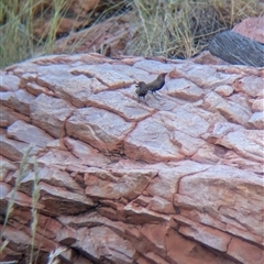 Emblema pictum at Lake Mackay, NT - 1 Jan 2025 06:19 PM