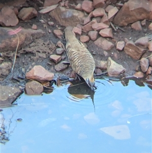 Geophaps plumifera (Spinifex Pigeon) at Lake Mackay, NT by Darcy