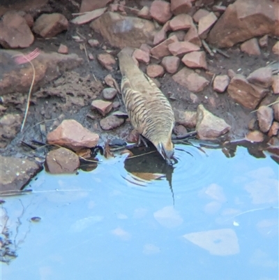 Geophaps plumifera (Spinifex Pigeon) at Lake Mackay, NT - 1 Jan 2025 by Darcy