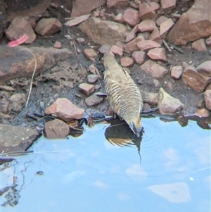 Geophaps plumifera at Lake Mackay, NT - 1 Jan 2025 06:27 PM