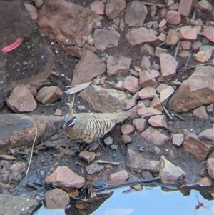 Geophaps plumifera at Lake Mackay, NT - 1 Jan 2025 06:27 PM