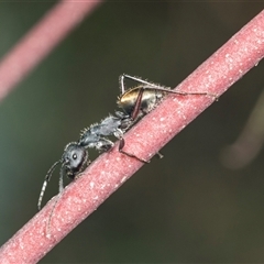 Camponotus suffusus (Golden-tailed sugar ant) at Bungonia, NSW - 20 Dec 2024 by AlisonMilton