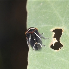 Eurymeloides bicincta (Gumtree hopper) at Bungonia, NSW - 20 Dec 2024 by AlisonMilton