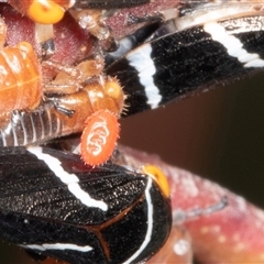 Acari (informal subclass) (Unidentified mite) at Bungonia, NSW - 20 Dec 2024 by AlisonMilton