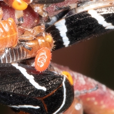 Acari (informal subclass) (Unidentified mite) at Bungonia, NSW - 20 Dec 2024 by AlisonMilton