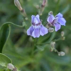 Goodenia ramelii at Lake Mackay, NT - 1 Jan 2025 07:01 PM