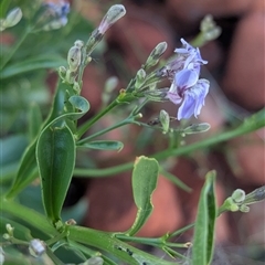 Goodenia ramelii at Lake Mackay, NT - 1 Jan 2025 07:01 PM