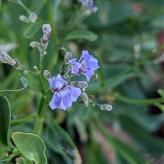 Goodenia ramelii at Lake Mackay, NT - 1 Jan 2025 07:01 PM