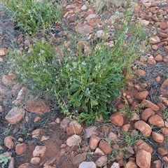 Goodenia ramelii at Lake Mackay, NT - 1 Jan 2025 07:01 PM