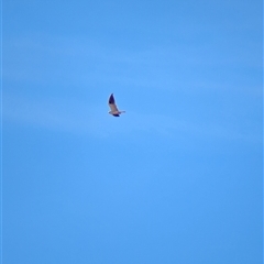 Elanus axillaris (Black-shouldered Kite) at Lake Mackay, NT - 1 Jan 2025 by Darcy