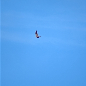 Elanus axillaris (Black-shouldered Kite) at Lake Mackay, NT by Darcy