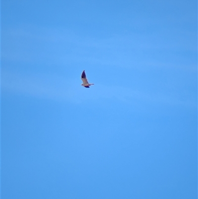 Elanus axillaris (Black-shouldered Kite) at Lake Mackay, NT - 1 Jan 2025 by Darcy