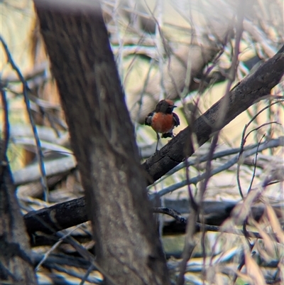 Petroica goodenovii (Red-capped Robin) at Lake Mackay, NT - 2 Jan 2025 by Darcy