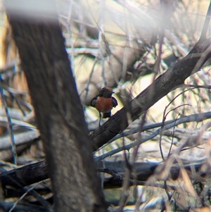 Petroica goodenovii at Lake Mackay, NT - 2 Jan 2025 10:01 AM