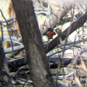 Petroica goodenovii at Lake Mackay, NT - 2 Jan 2025 10:01 AM