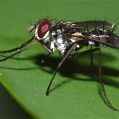 Unidentified True fly (Diptera) at Sheldon, QLD - 4 Jan 2025 by PJH123