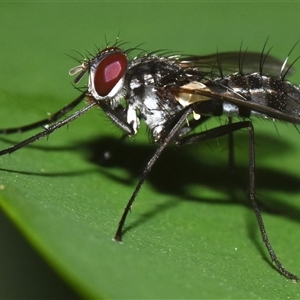 Unidentified True fly (Diptera) at Sheldon, QLD by PJH123