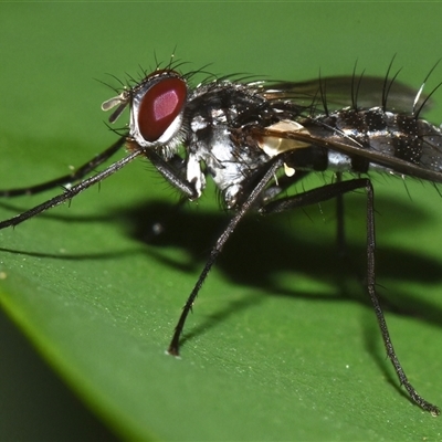 Unidentified True fly (Diptera) at Sheldon, QLD - 4 Jan 2025 by PJH123