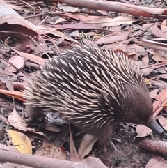 Tachyglossus aculeatus (Short-beaked Echidna) at Ulladulla, NSW - 10 Jan 2025 by Clarel