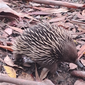 Tachyglossus aculeatus at Ulladulla, NSW by Clarel