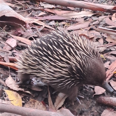 Tachyglossus aculeatus (Short-beaked Echidna) at Ulladulla, NSW - 10 Jan 2025 by Clarel