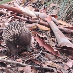 Tachyglossus aculeatus at Ulladulla, NSW - 10 Jan 2025 12:28 PM