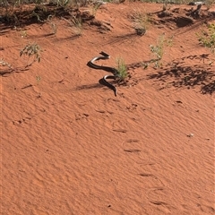 Pseudechis australis at Lake Mackay, NT - 2 Jan 2025 by Darcy