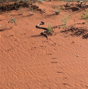 Pseudechis australis at Lake Mackay, NT - 3 Jan 2025 08:17 AM