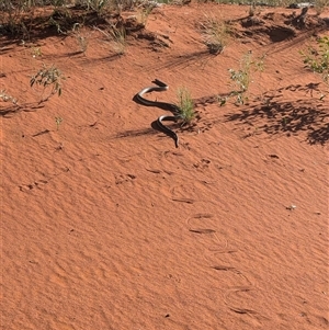 Pseudechis australis at Lake Mackay, NT by Darcy