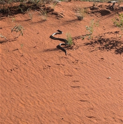 Pseudechis australis (Mulga Snake) at Lake Mackay, NT - 3 Jan 2025 by Darcy