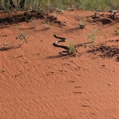 Pseudechis australis at Lake Mackay, NT - 3 Jan 2025 08:17 AM