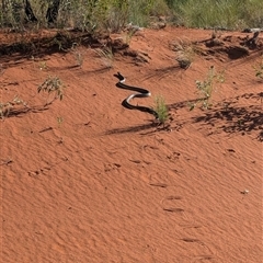 Pseudechis australis at Lake Mackay, NT - 3 Jan 2025 08:17 AM