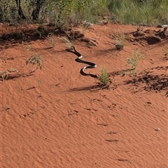 Pseudechis australis at Lake Mackay, NT - 3 Jan 2025 08:17 AM