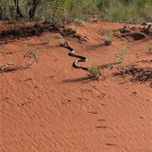 Pseudechis australis at Lake Mackay, NT - 3 Jan 2025 08:17 AM