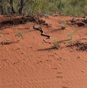 Pseudechis australis at Lake Mackay, NT - 3 Jan 2025 08:17 AM