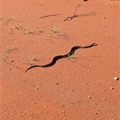 Pseudechis australis at Lake Mackay, NT - 3 Jan 2025 by Darcy