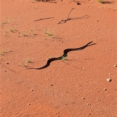 Pseudechis australis at Lake Mackay, NT - 3 Jan 2025 08:27 AM