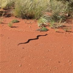 Pseudechis australis at Lake Mackay, NT - 3 Jan 2025 08:27 AM