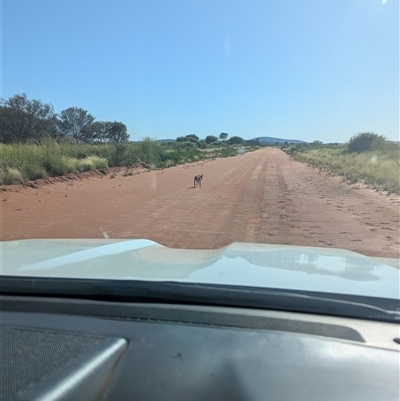 Canis lupus at Lake Mackay, NT - 2 Jan 2025 by Darcy